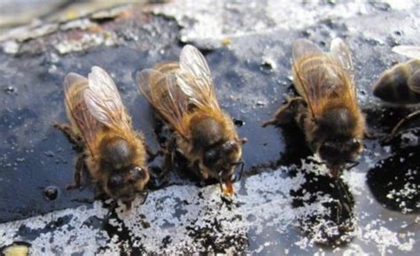 Voici Des Astuces Pour Aider Les Abeilles En Canicule Recettes En Famille