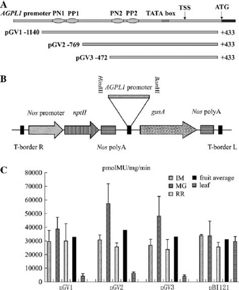 Histochemical Localization Of Gus Activity In Transgenic Tomato Plants