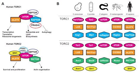 Genes Free Full Text The Target Of Rapamycin Signalling Pathway In