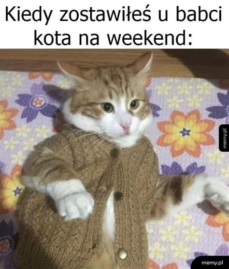 Kot Na Weekend Memy Pl