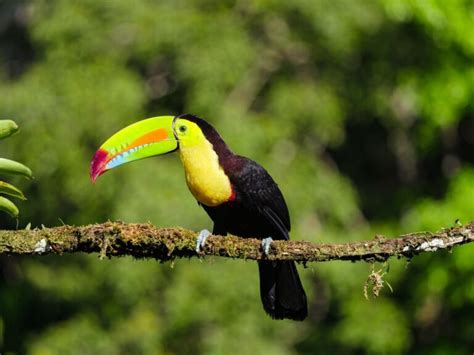 Toucans Of The Rainforest