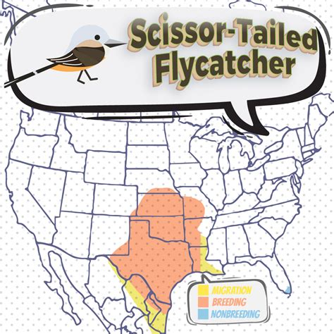 Scissor Tailed Flycatcher Bird Watching Academy