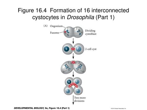 Ppt Chapter Germ Cells Fertilization And Sex Powerpoint