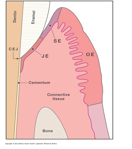 Perio Ch 2 Microscopic Anatomy Of The Periodontium Flashcards Quizlet