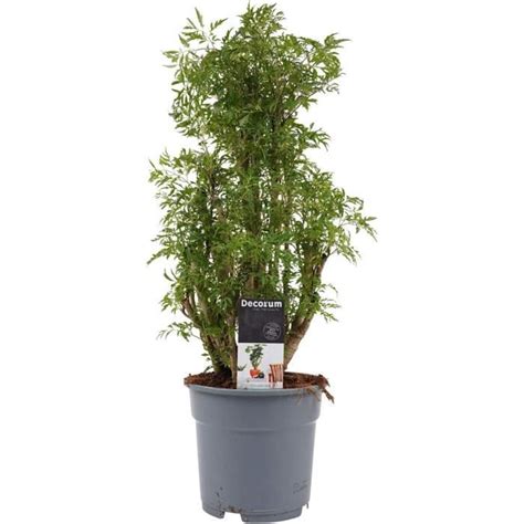 Plante d intérieur de Botanicly L Aralie Hauteur 50 cm Polyscias