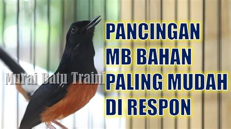 Pancingan Murai Batu Gacor Pagi Pagi Efektif Jadikan Murai Batu