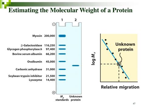 Ppt Chapter 3 Amino Acids Peptides And Proteins Powerpoint