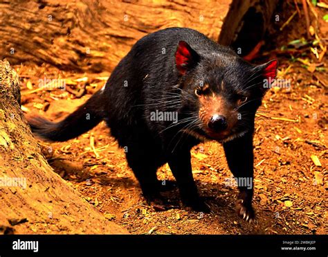 Magia marsupial fotografías e imágenes de alta resolución Alamy