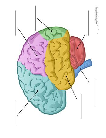 Brain Diagram - Unlabeled - Color - Tim's Printables