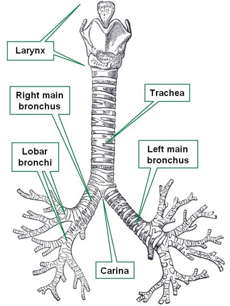 Trachea Bronchus Division At Linda Mills Blog