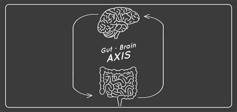 Asse Microbiota Intestino Cervello Nella Neuroinfiammazione Dell Alzheimer