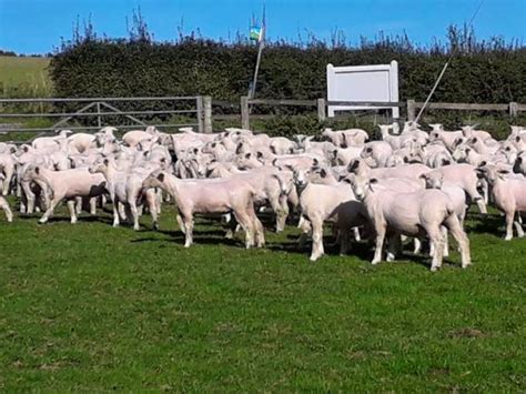 1000 New Zealand Romney Breeding Lambs, Ewes | SellMyLivestock - The ...