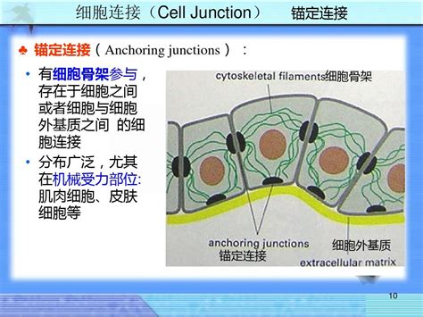 细胞生物学细胞连接word文档在线阅读与下载无忧文档