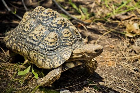 Leopard Tortoise Stigmochelys Pardalis Shadows Of Africa