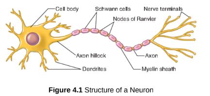 Mcat Kaplan Ch The Nervous System Flashcards Quizlet