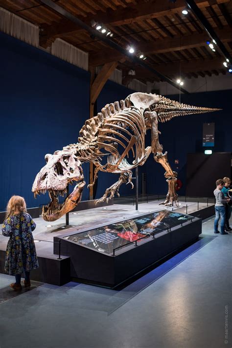 T Rex Trix Naturalis Museum Leiden Zuid Holland Jurassic Ark