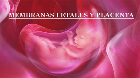 Membranas Fetales Y Placenta Fernando Eslaquit Udocz