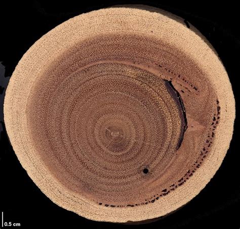 Factsheet P Kino Gum Deposits Visible To The Naked Eye