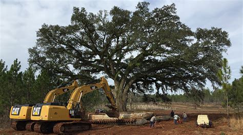 Large Tree Moving | Tree Moving Service | Willowcreek Tree Farms