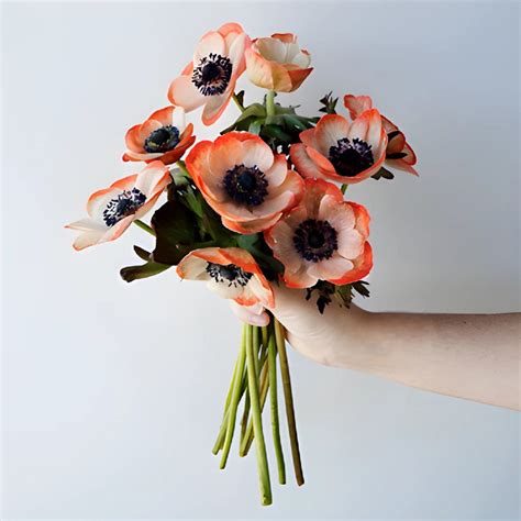 Buy Wholesale Coral Enhanced Anemones In Bulk Fiftyflowers