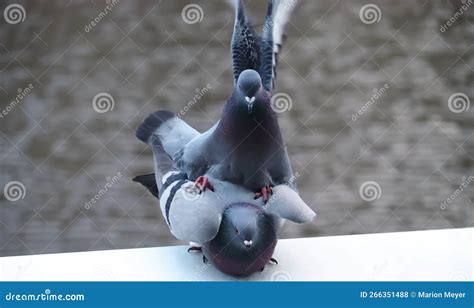 City Or Feral Pigeons Columba Livia Domestica Mating Stock Photo