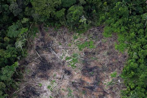 Deforestacion Que Es Definicion Causas Consecuencias Soluciones Images