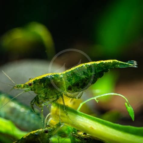 Shrimp Fw Green Jade Neocaridina Davidi Var Green Aquatics Unlimited