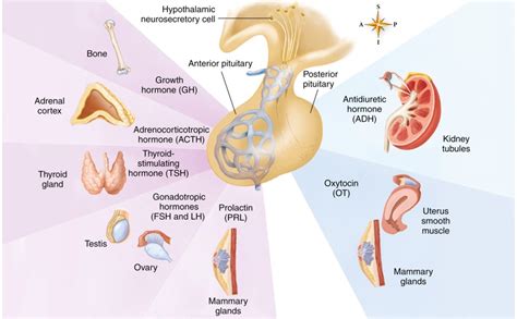 A P Chapter The Endocrine System