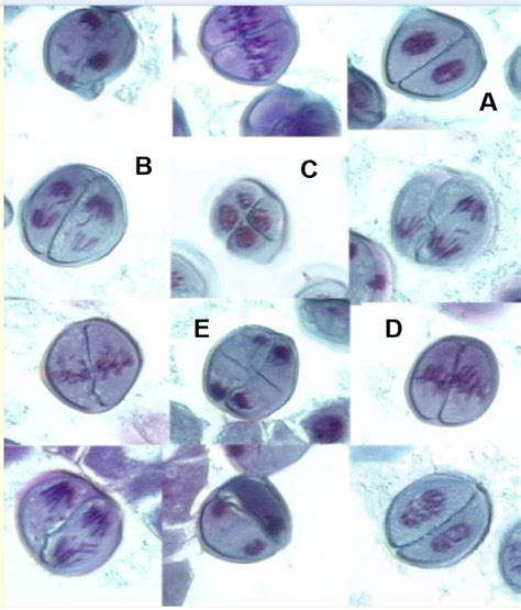 Solved Name the phases of MEIOSIS 2 from picture below. The | Chegg.com