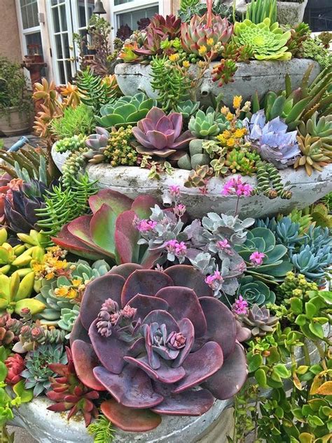 Best Plants For Succulent Garden