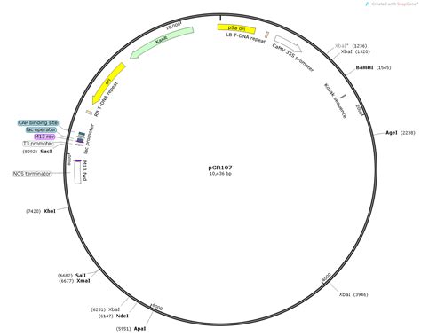 PGR107 植物载体 VIGS vector 其他质粒 菌株 质粒载体 ATCC DSM CCUG 泰斯拓生物