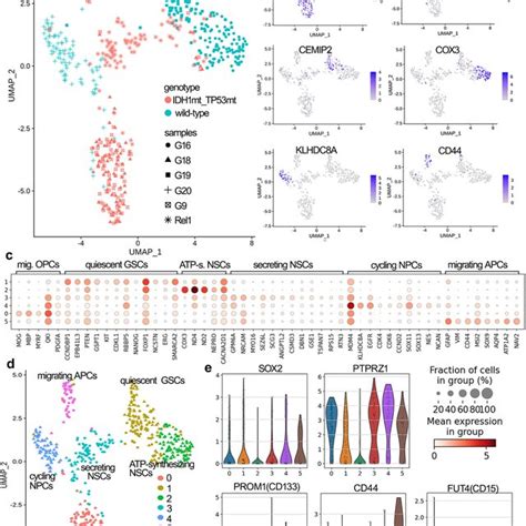 Cell Cluster Annotation A Umap Plot Showing The Clustering Of Gscs