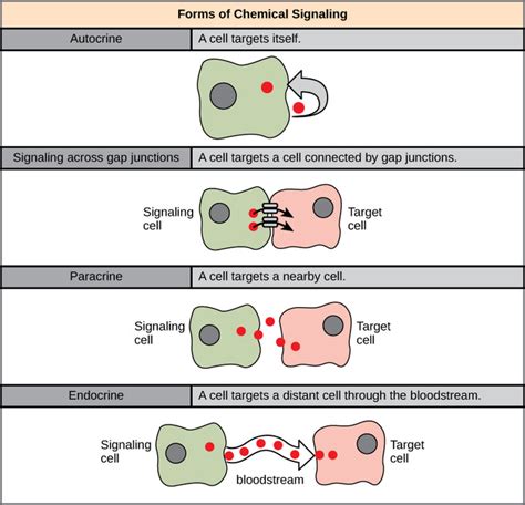 Signaling Molecules And Cellular Receptors Boundless Biology