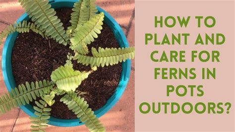 How To Plant And Care For Ferns In Pots Outdoors Gardening Tips And