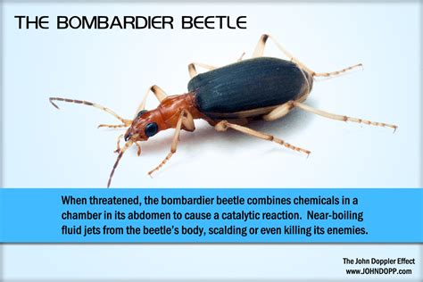 The Bombardier Beetle on The John Doppler Effect