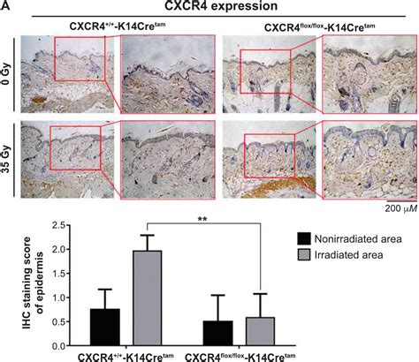 The Involvement Of Sdf Cxcr Axis In Radiation Induced Acute Injury