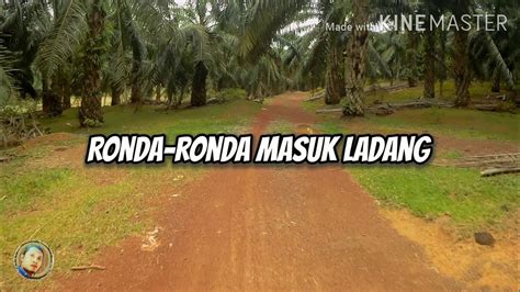 Ronda Kampung Masuk Ladang Sawit YouTube