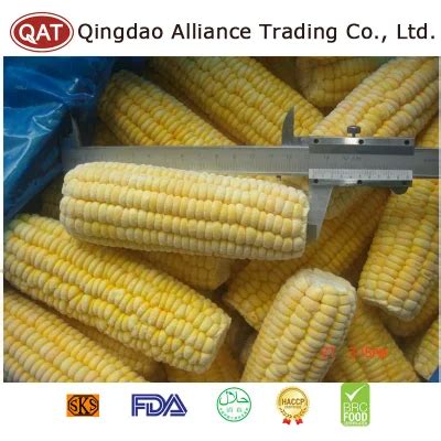 High Quality Frozen Sweet Whole Corn Cob Gmo Free China Frozen Sweet