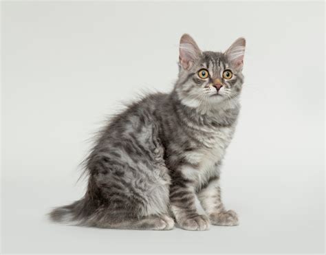 American Bobtail