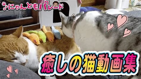 今日の癒される猫ちゃん動画集！no53【にゃんともパレード】 Youtube