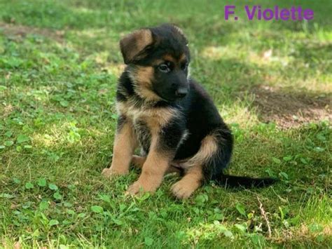 5 chiots Bergers Allemands femelles LOF disponibles à la réservation