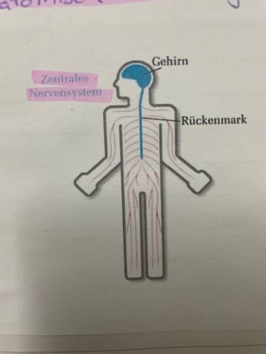 Nervensystem Karteikarten Quizlet