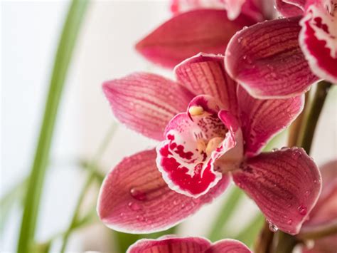 14 Different Types Of Orchids Definition Flowers And Facts Go Get