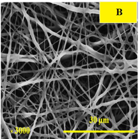 Sem Images Of Electrospun Silk Fibroin A Pu B And Pu C