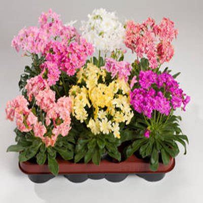 Lewisia Cotyledon Elise Mixed Lewisia Cotyledon Elise Mix