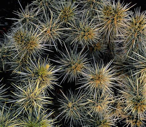 Cholla Cactus Cluster Photograph By Paul Breitkreuz Fine Art America