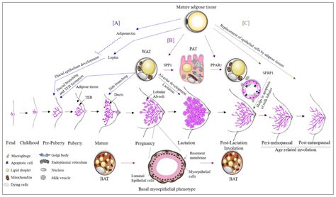 IJMS Free Full Text The Importance Of Breast Adipose Tissue In