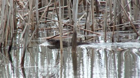 Muskrats Eat Swim And Dive At Cranberry Marsh In Whitby