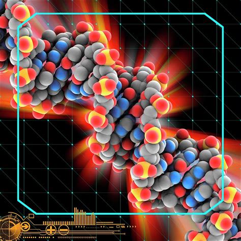 Yeast Dna Molecule Photograph By Laguna Design Science Photo Library