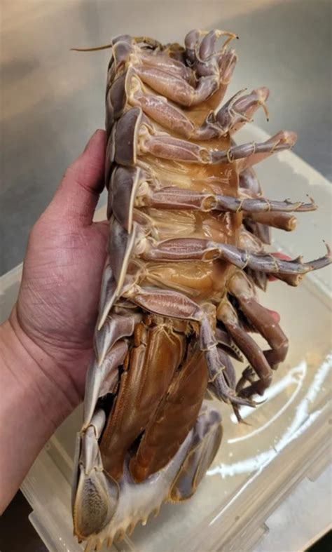 Giant Isopod Cooked